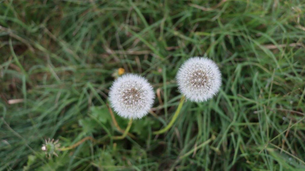 A couple of dandelions in the grass

Description automatically generated