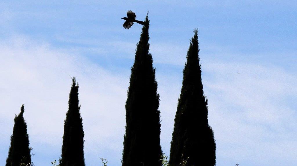 A bird flying over a tree

Description automatically generated