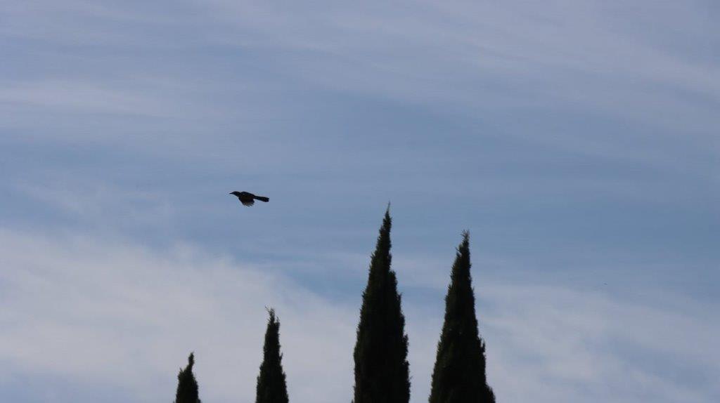 A bird flying in the sky

Description automatically generated