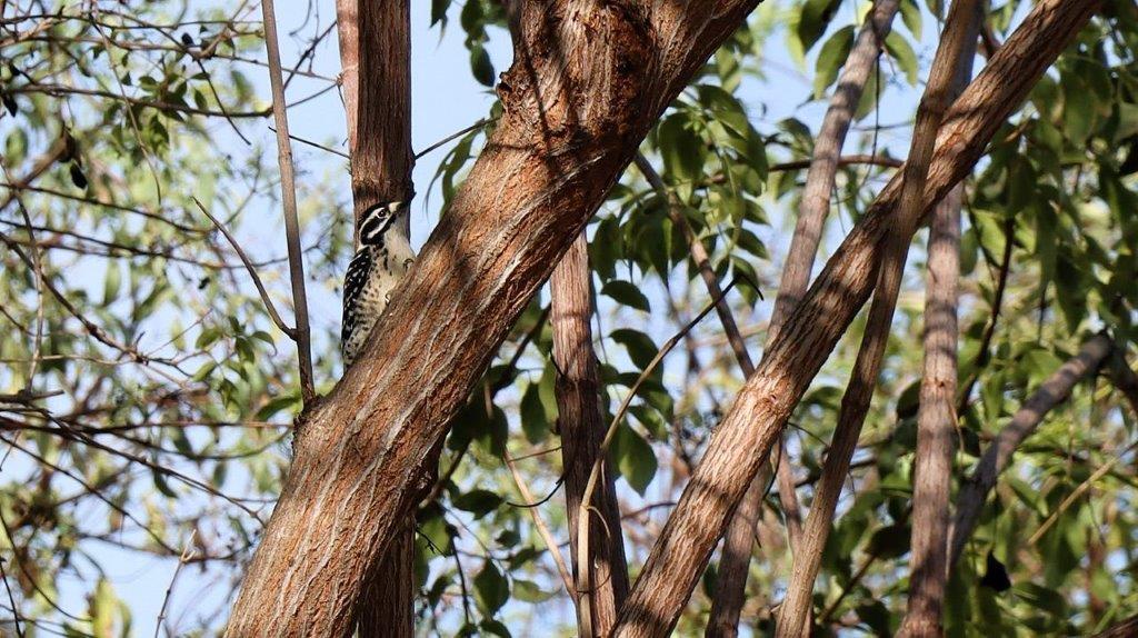 A bird on a tree branch

Description automatically generated