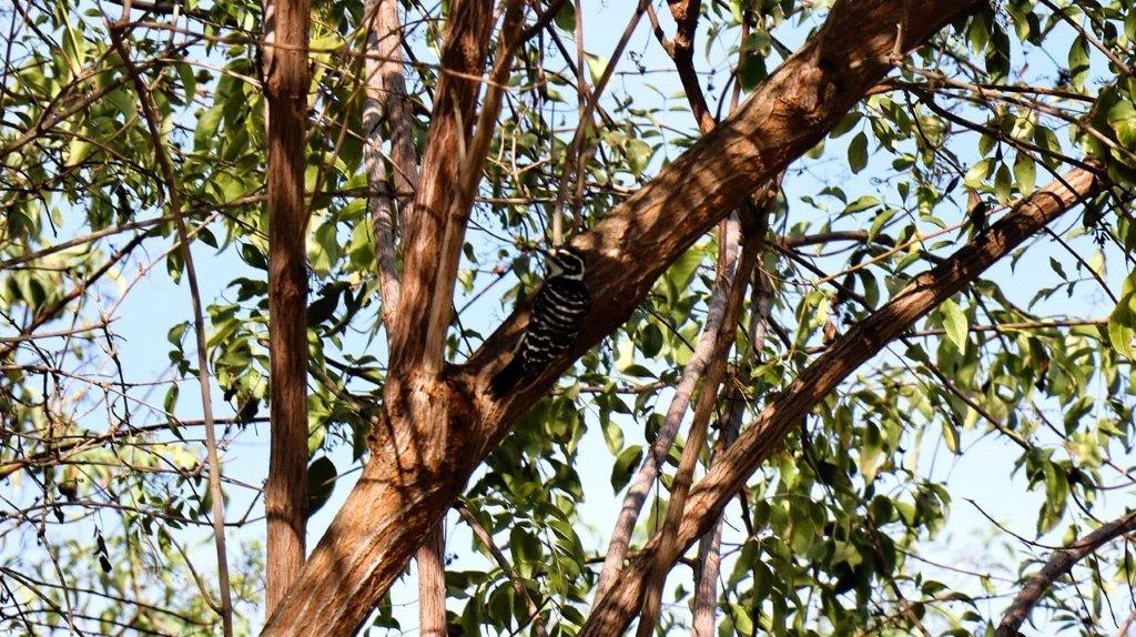 A bird on a tree branch

Description automatically generated