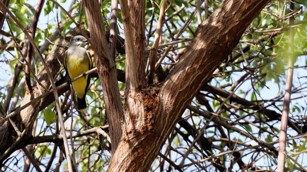 A bird sitting on a tree branch

Description automatically generated