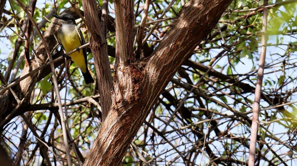 A bird on a tree branch

Description automatically generated