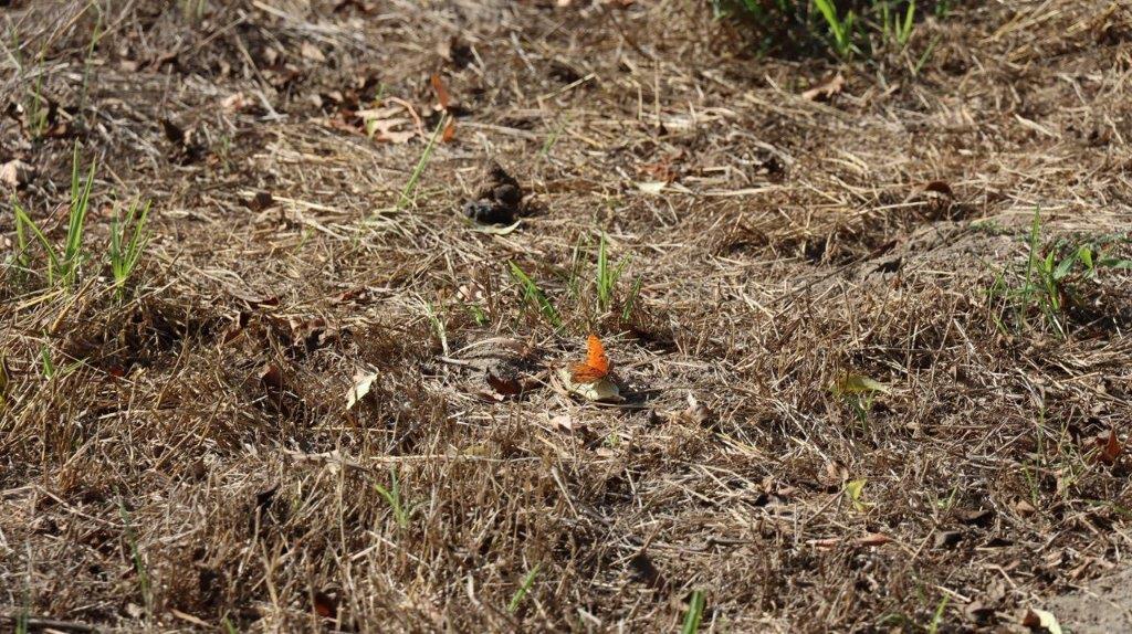 A close-up of a dry grass field

Description automatically generated