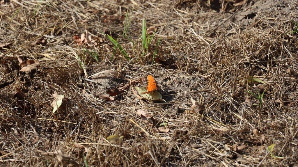 A small cone on the ground

Description automatically generated