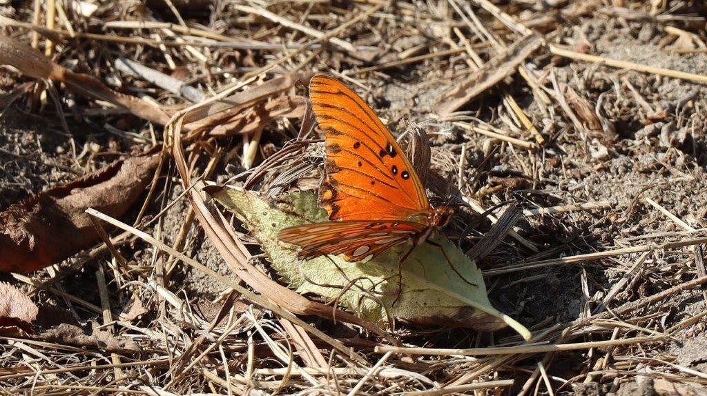 A butterfly on a leaf

Description automatically generated