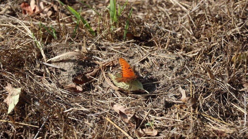 A butterfly on the ground

Description automatically generated