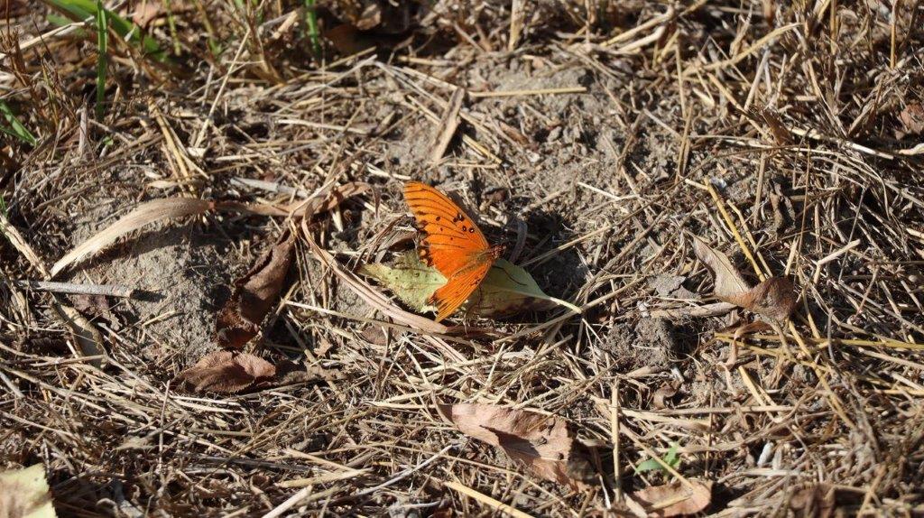 A butterfly on the ground

Description automatically generated