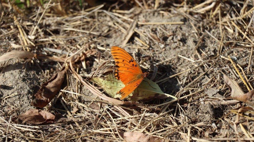 A butterfly on a leaf

Description automatically generated