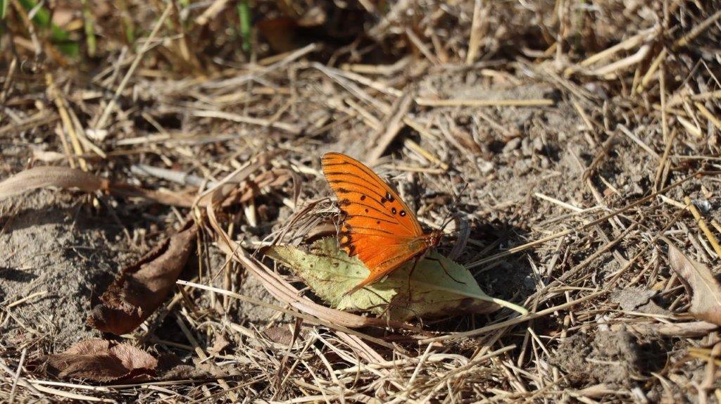 A butterfly on a leaf

Description automatically generated