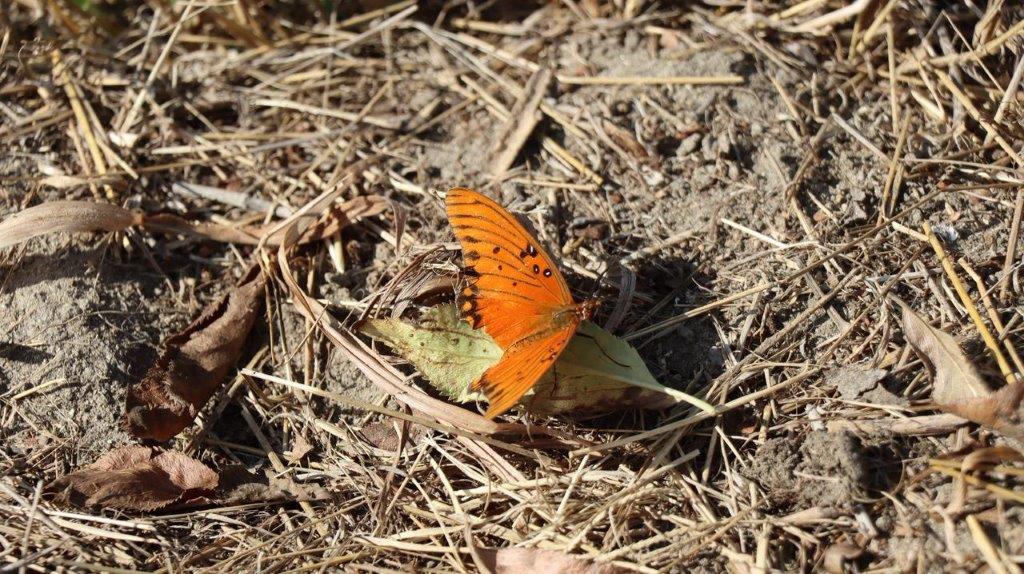 A butterfly on a leaf

Description automatically generated