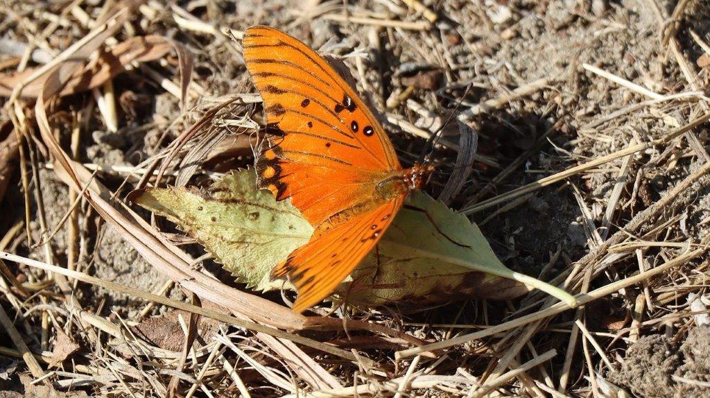 A butterfly on a leaf

Description automatically generated