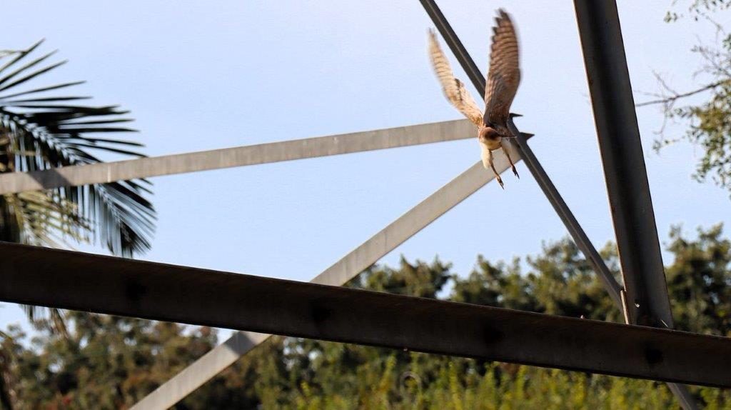 A bird flying over a metal structure

Description automatically generated