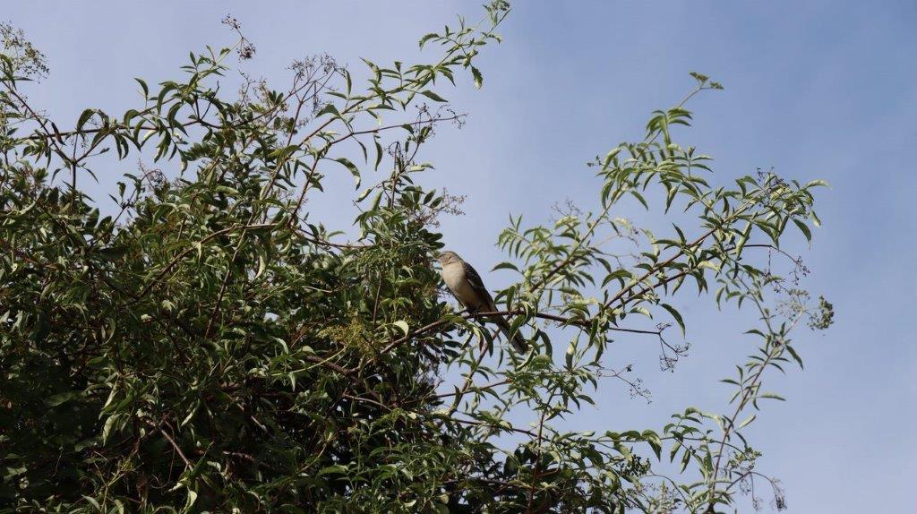 A bird sitting on a tree branch

Description automatically generated