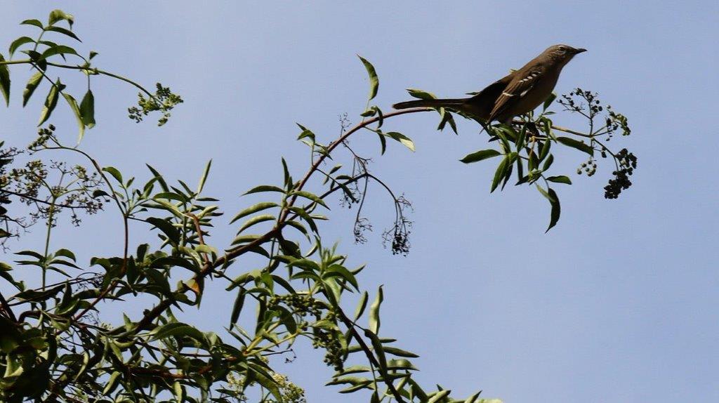 A bird perched on a branch

Description automatically generated