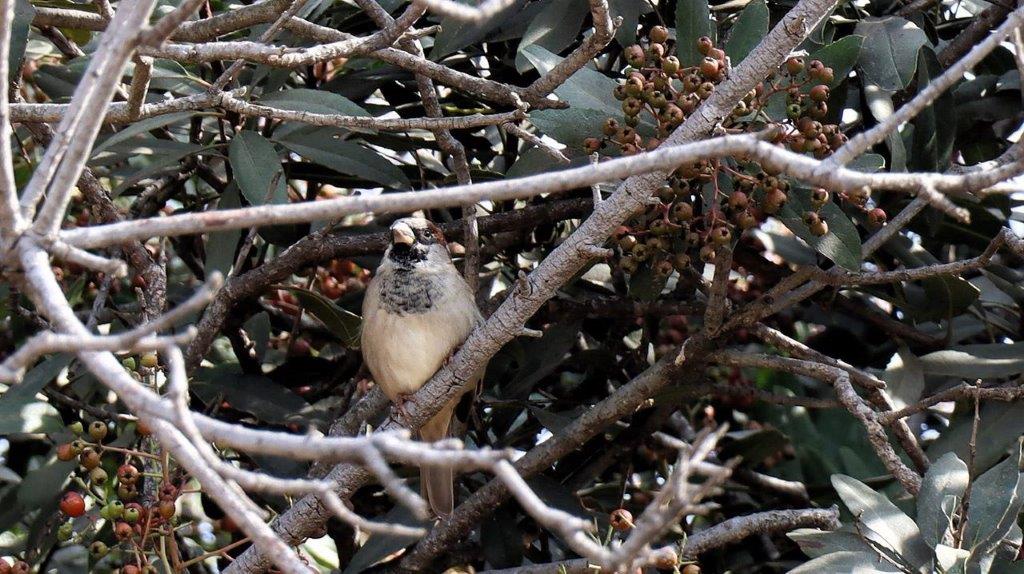 A bird sitting on a tree branch

Description automatically generated