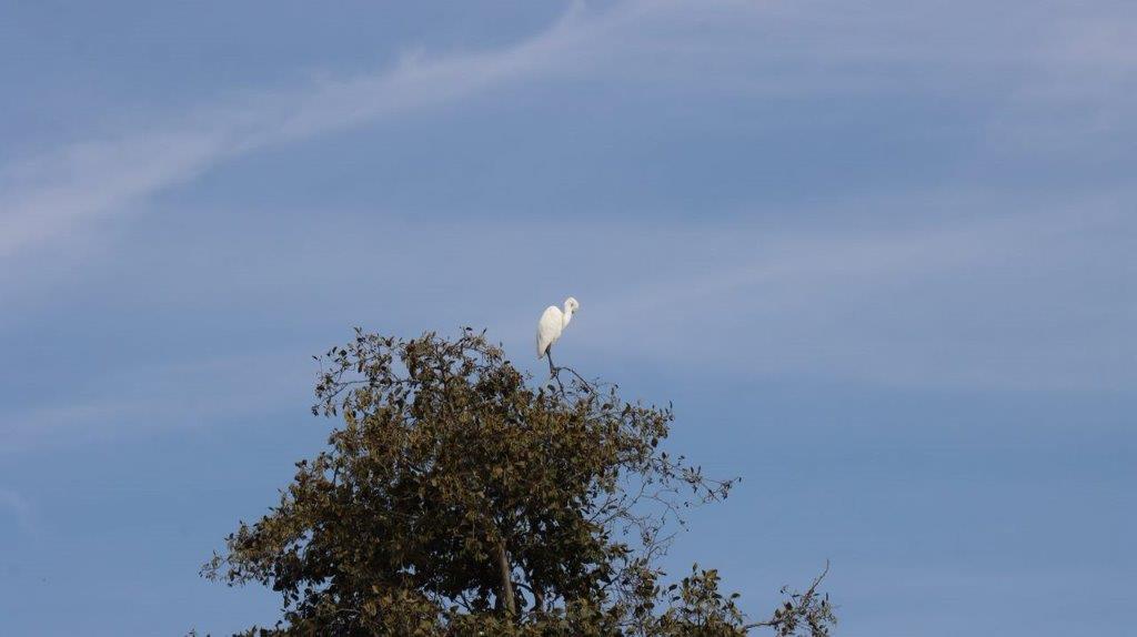 A bird standing on top of a tree

Description automatically generated