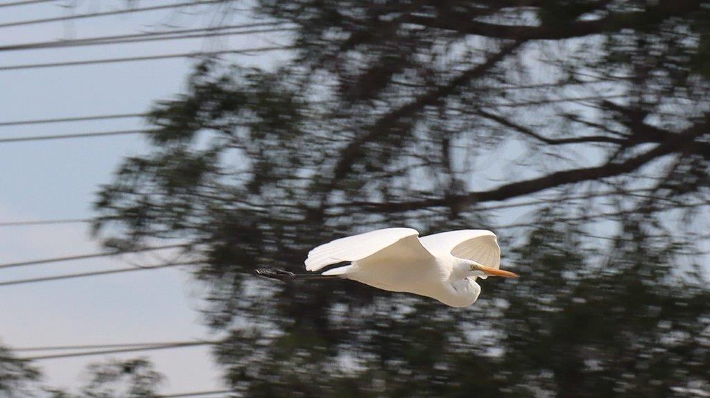 A bird flying in the air

Description automatically generated