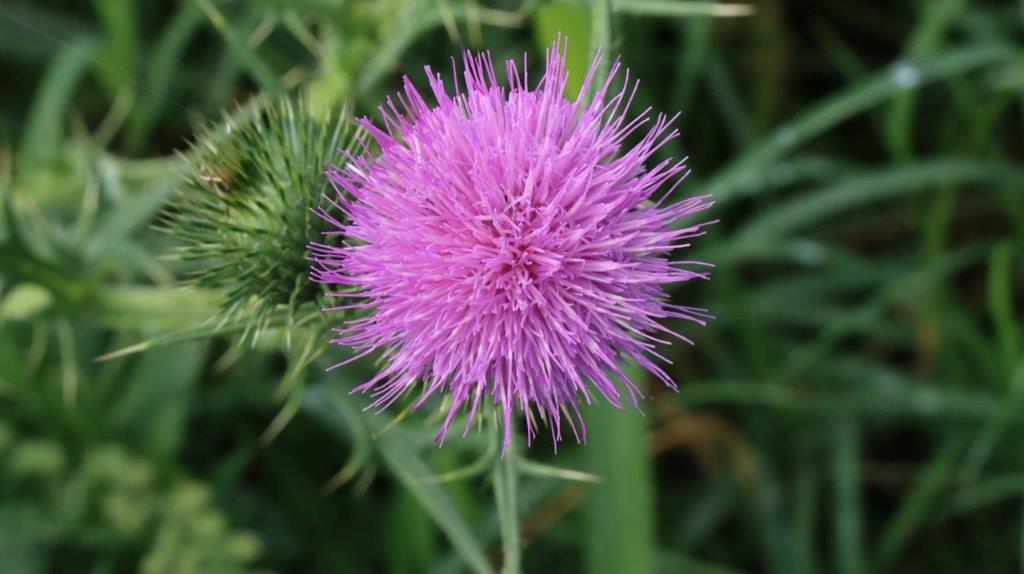 A purple flower with green leaves

Description automatically generated