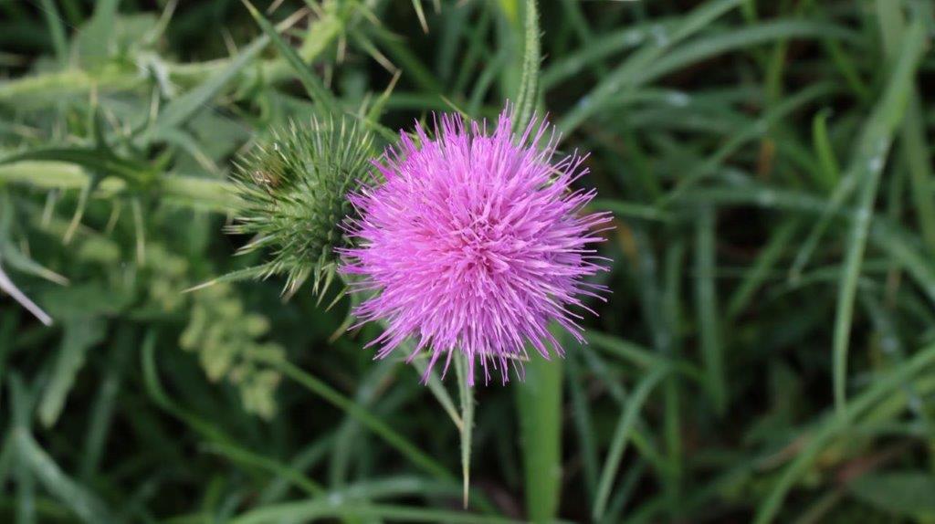 A purple flower with spikes

Description automatically generated