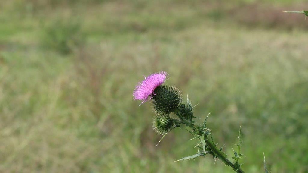 A close-up of a flower

Description automatically generated