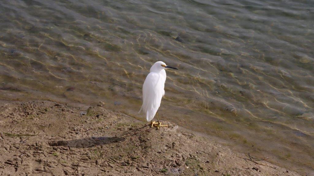 A white bird standing on a sandy beach

Description automatically generated