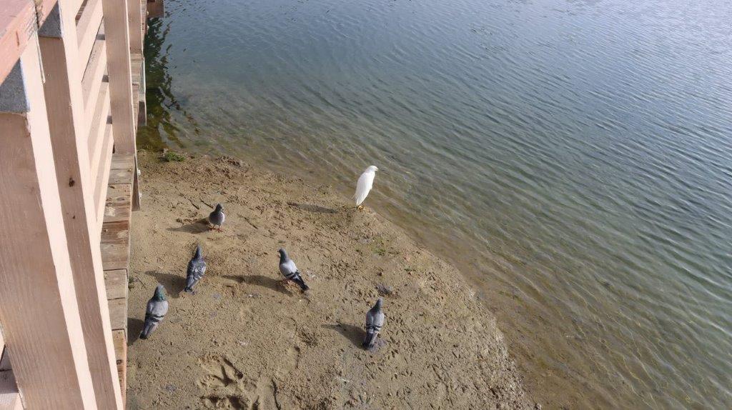 Birds on the beach near water

Description automatically generated