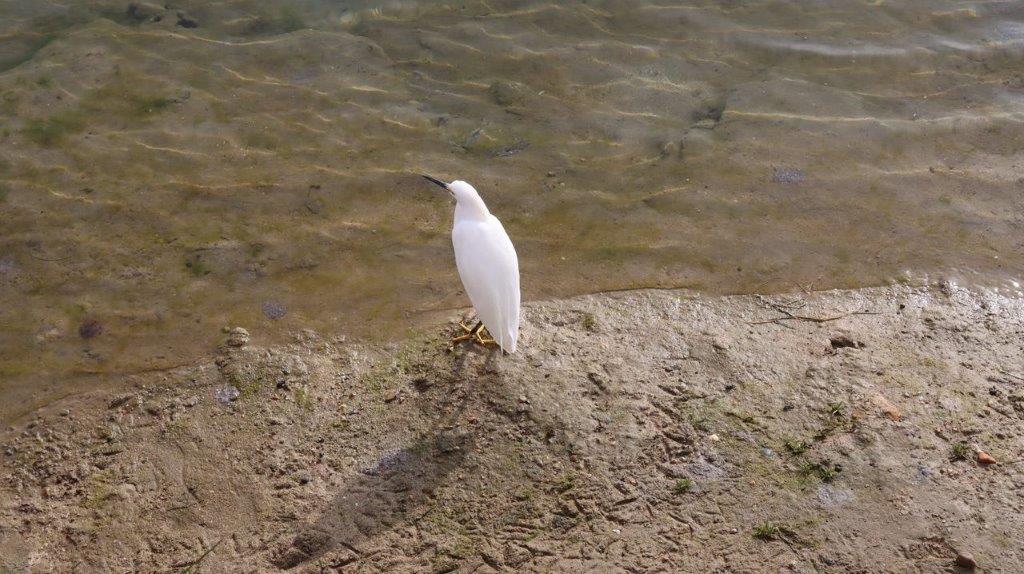 A bird standing on the sand

Description automatically generated