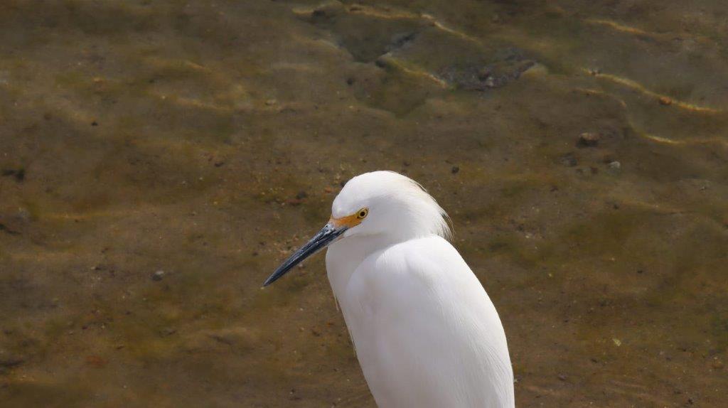 A white bird standing in water

Description automatically generated