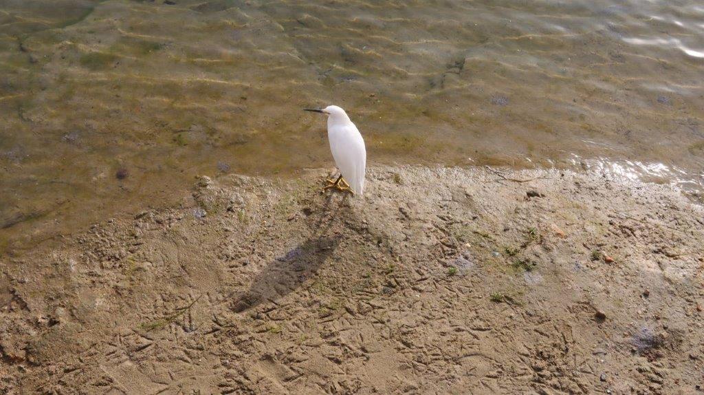 A bird standing on a rock near water

Description automatically generated