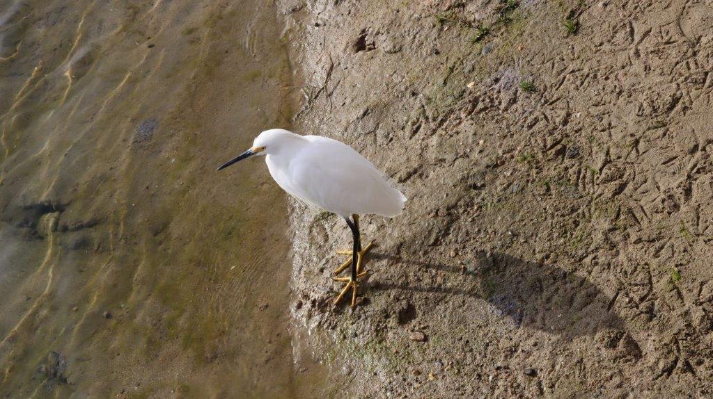 A white bird standing on the shore of a body of water

Description automatically generated