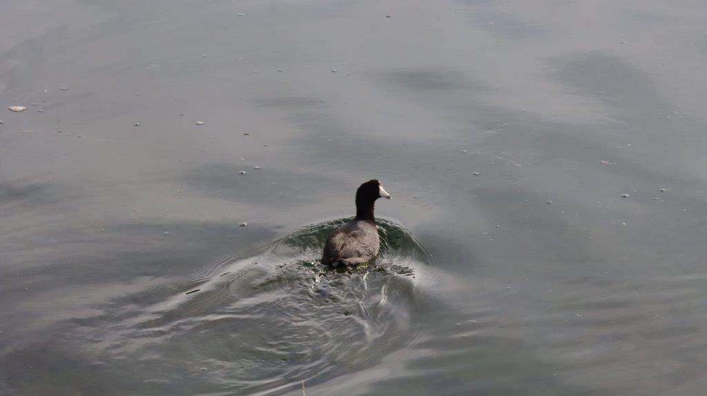 A duck swimming in water

Description automatically generated