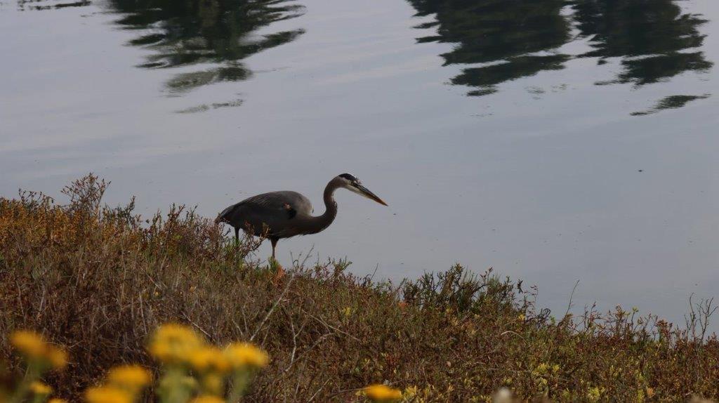 A bird standing on the shore of a lake

Description automatically generated