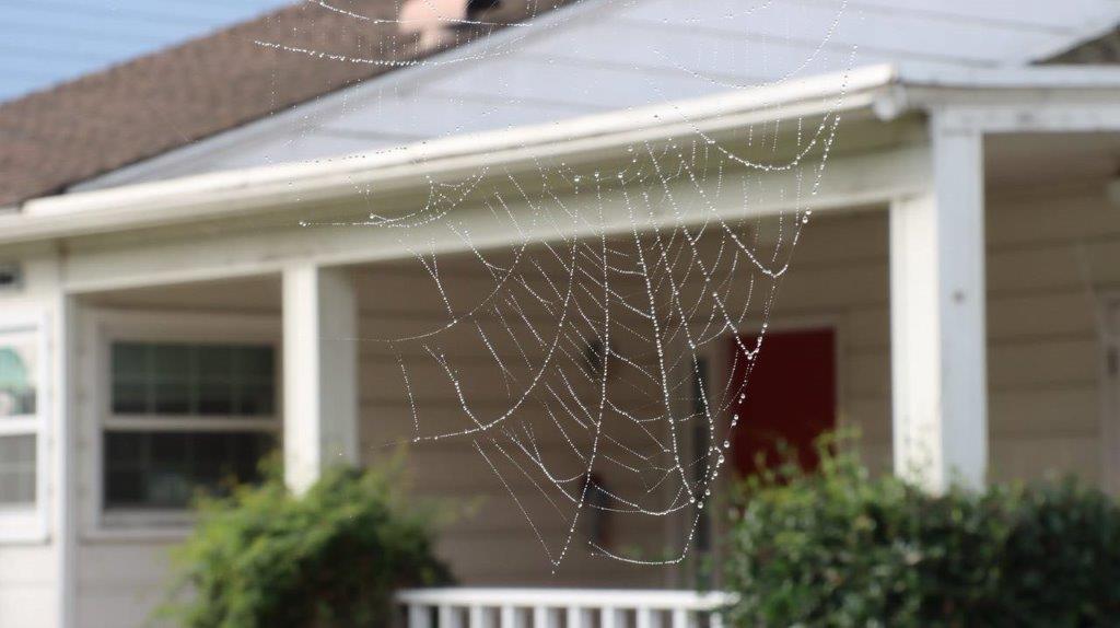 A spider web with water droplets on it

Description automatically generated