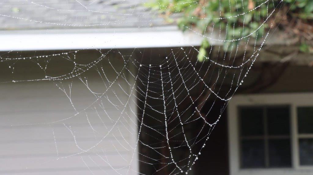 A spider web with water droplets on it

Description automatically generated