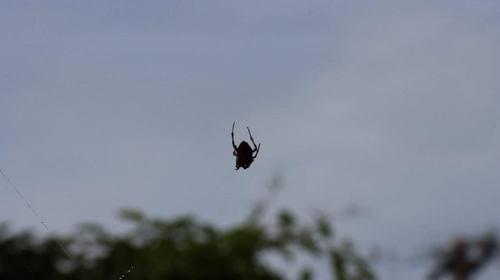 A spider in the air

Description automatically generated