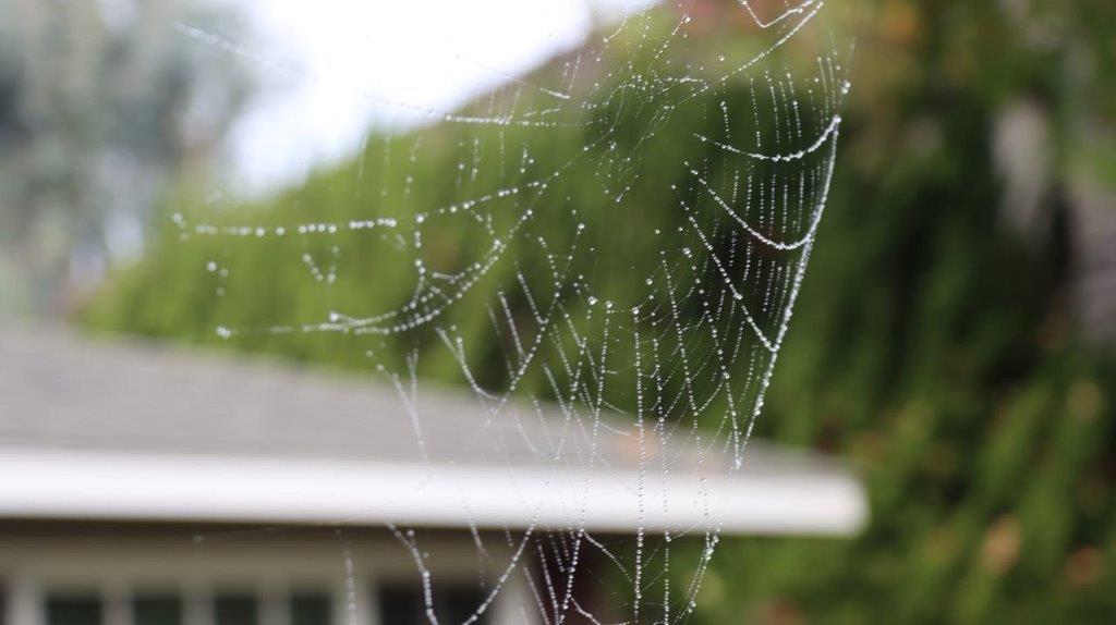 A spider web with water droplets on it

Description automatically generated