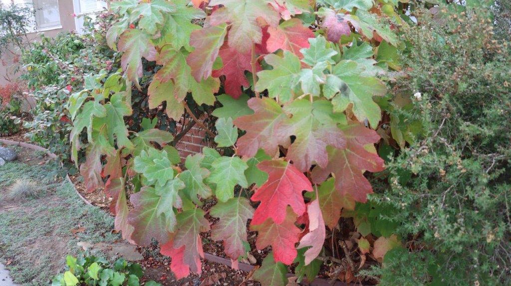 A close-up of a plant

Description automatically generated