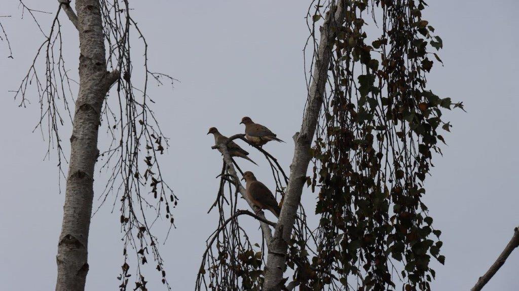 Birds sitting on a tree branch

Description automatically generated