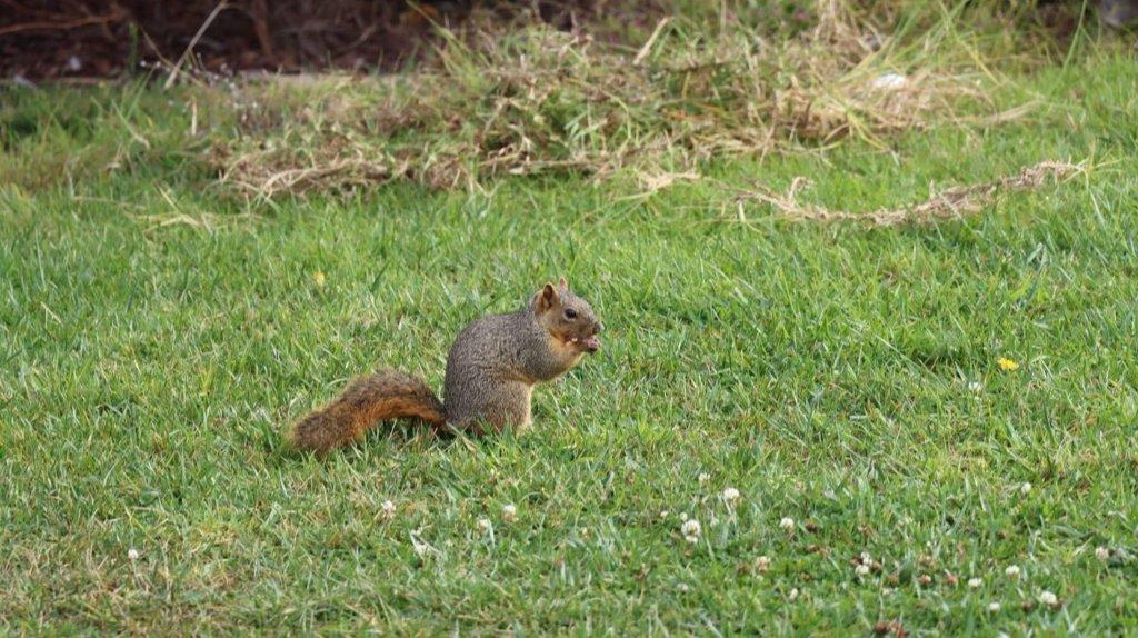 A squirrel in the grass

Description automatically generated