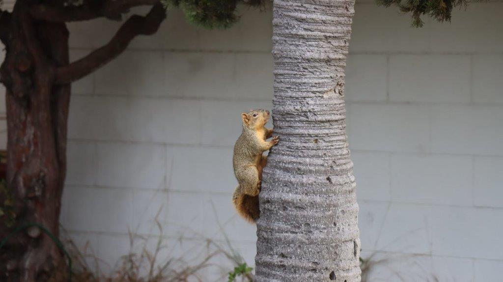 A squirrel climbing a tree

Description automatically generated