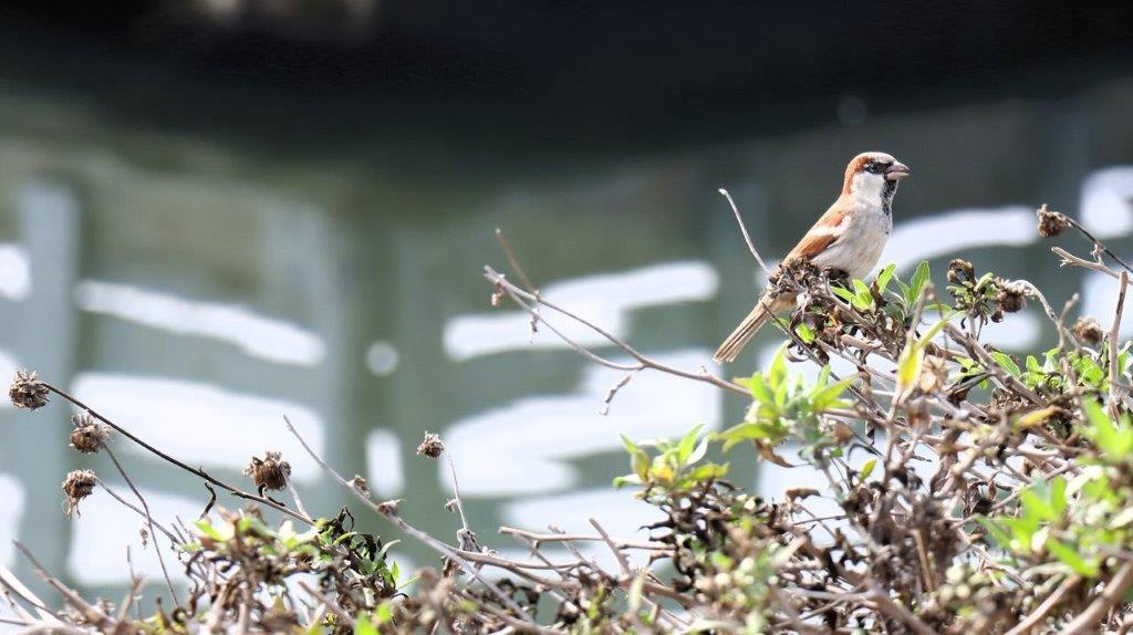 A bird on a branch

Description automatically generated