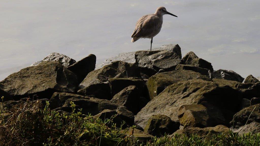 A bird standing on rocks

Description automatically generated