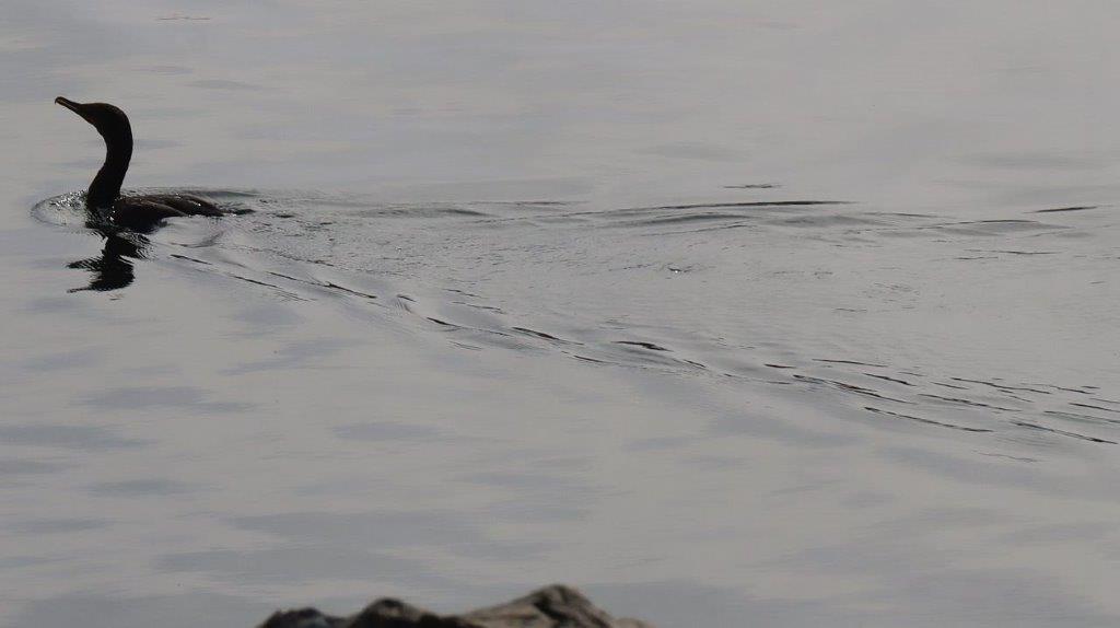 A body of water with a rock in the background

Description automatically generated