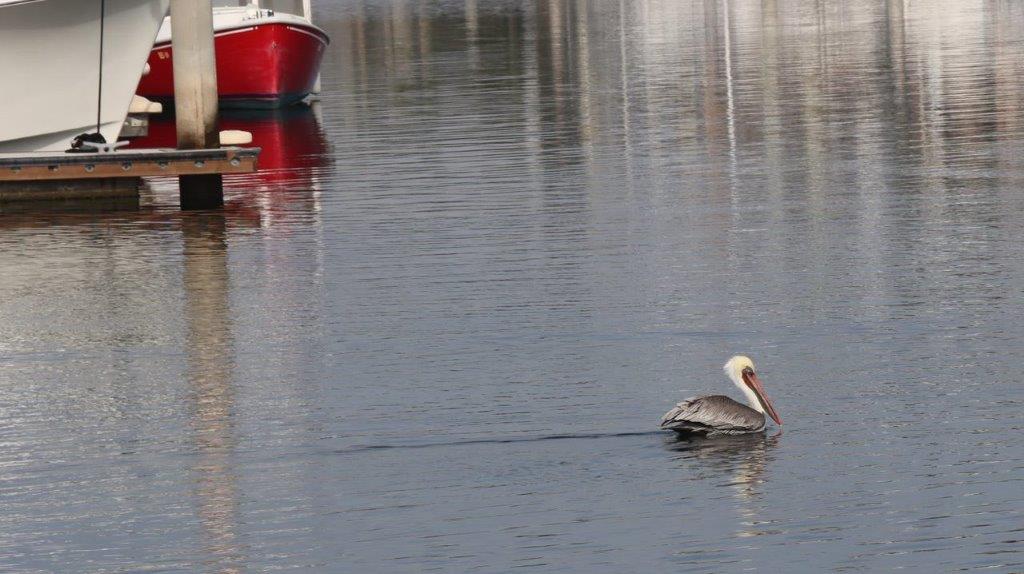 A bird in the water

Description automatically generated