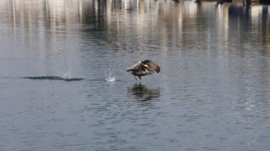 A bird landing on water

Description automatically generated