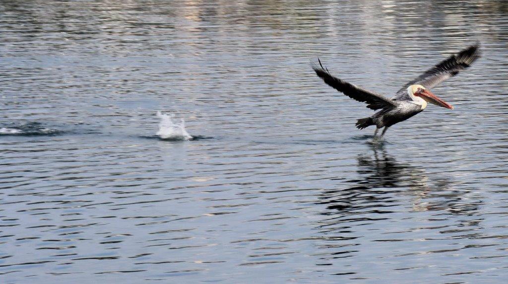 A bird flying over water

Description automatically generated