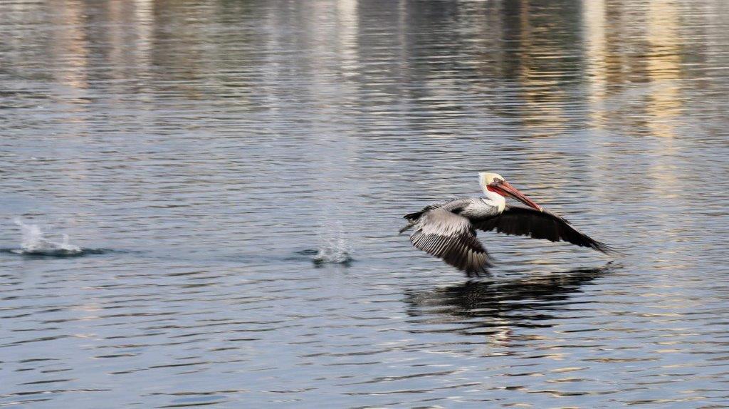 A bird flying over water

Description automatically generated