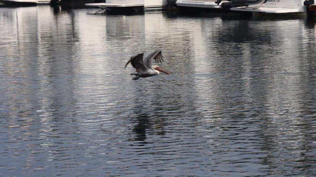 A bird flying over water

Description automatically generated