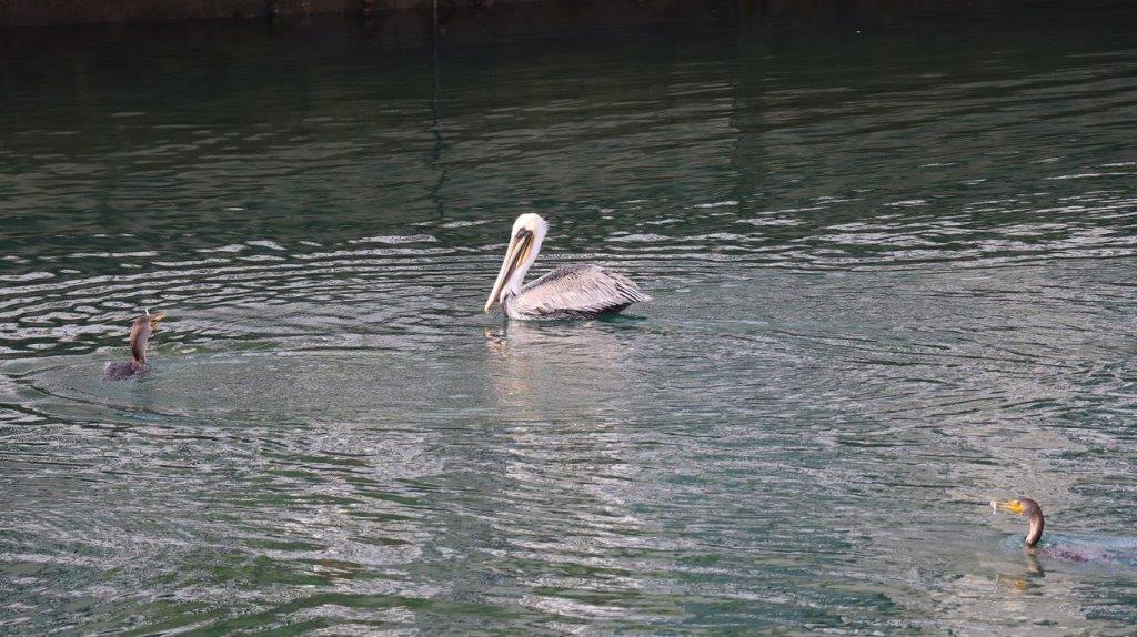 A pelican swimming in the water

Description automatically generated